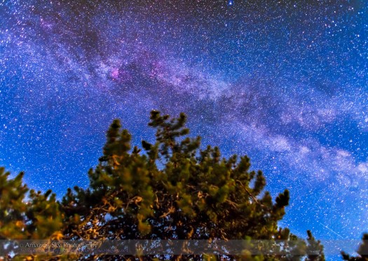 Survivor Tree and Milky Way (July 15, 2013)