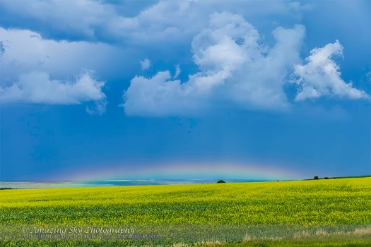 Low Rainbow over Canola Field
