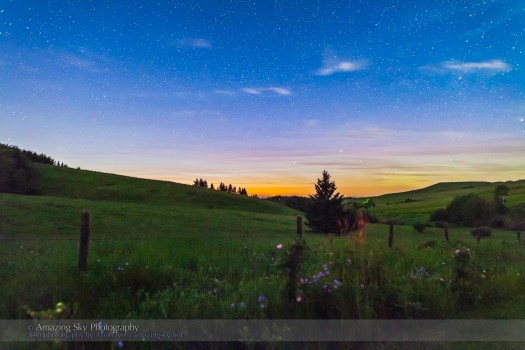 Wild Roses and Stars on the Reesor Ranch