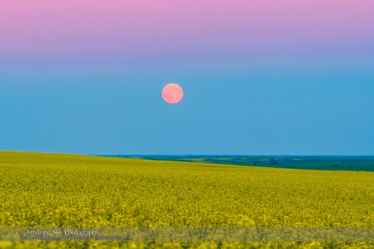 Super Moonrise over Canola Field