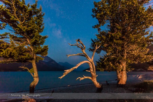 Waterton Lakes Trees