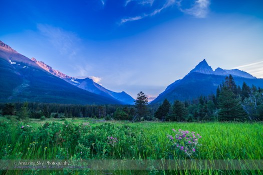 Waterton Wild Rose Twilight