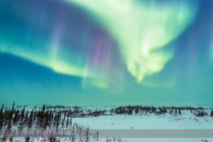 Aurora from Churchill #5 (Feb 20, 2015)