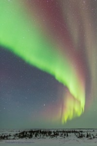 Auroral Curtain over the Boreal Forest