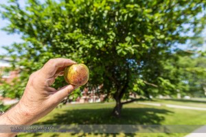 Newton's Apple #1