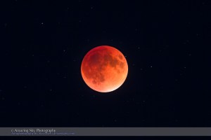 The total eclipse of the Moon of September 27, 2015, in closeup through a telescope, at mid-totality with the Moon at its darkest and deepest into the umbral shadow, in a long exposure to bring out the stars surrounding the dark red moon. This was also the Harvest Moon for 2015 and was the perigee Full Moon, the closest Full Moon of 2015. This is a single exposure taken through the TMB 92mm refractor at f/5.5 for 500 mm focal length using the Canon 60Da at ISO 400 for 8 seconds, the longest I shot during totality. The telescope was on the SkyWatcher HEQ5 mount tracking at the lunar rate.