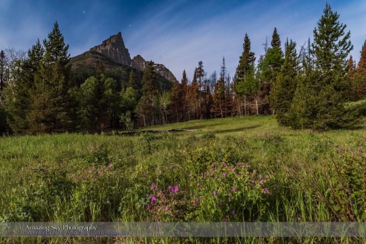 Wild Roses in the Mountain Moonlight