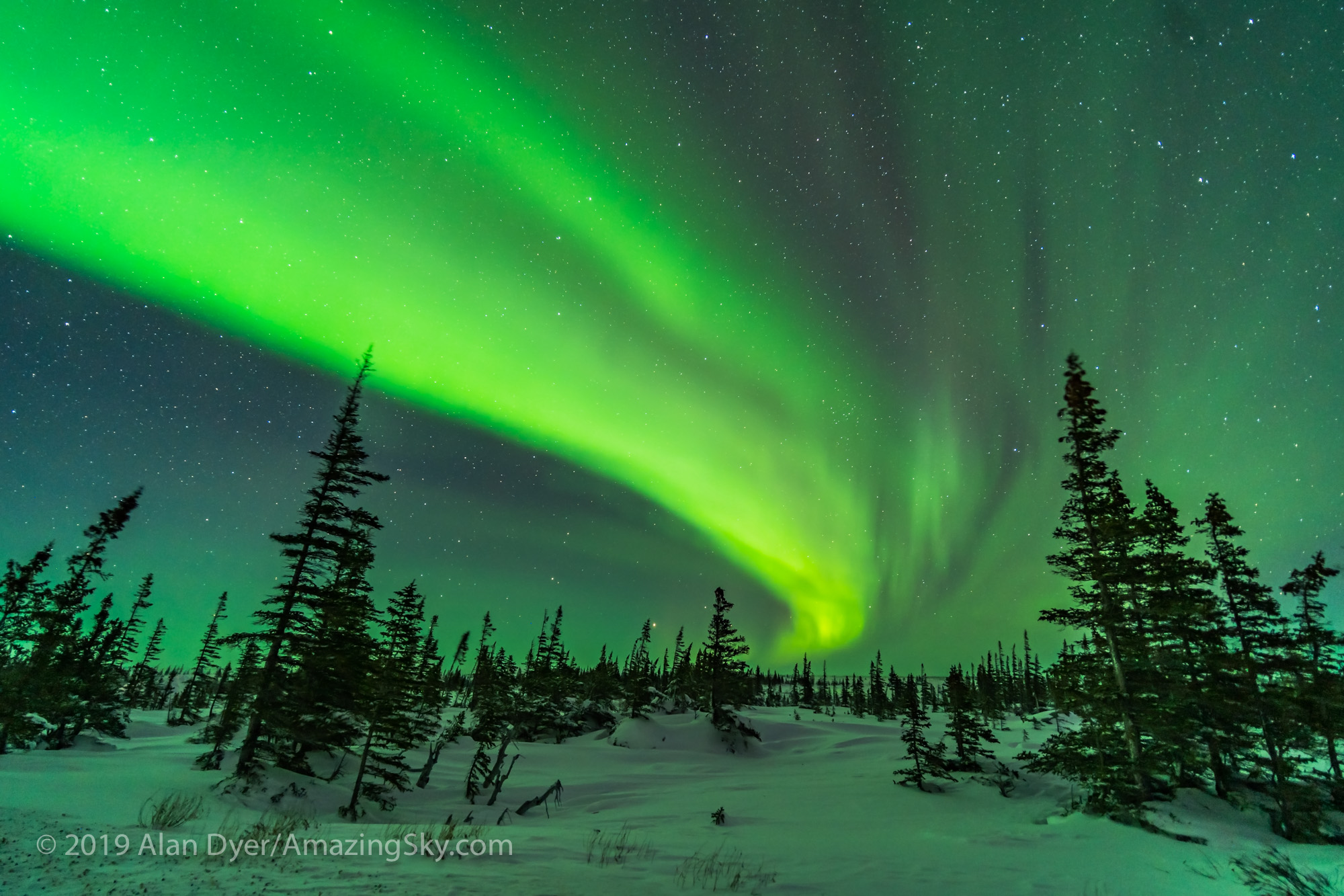 Aurora over the Boreal Forest (Feb 8, 2019)