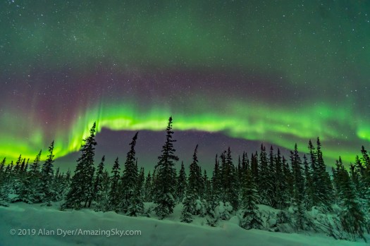 Aurora over Snowy Trees (Feb 9, 2019)