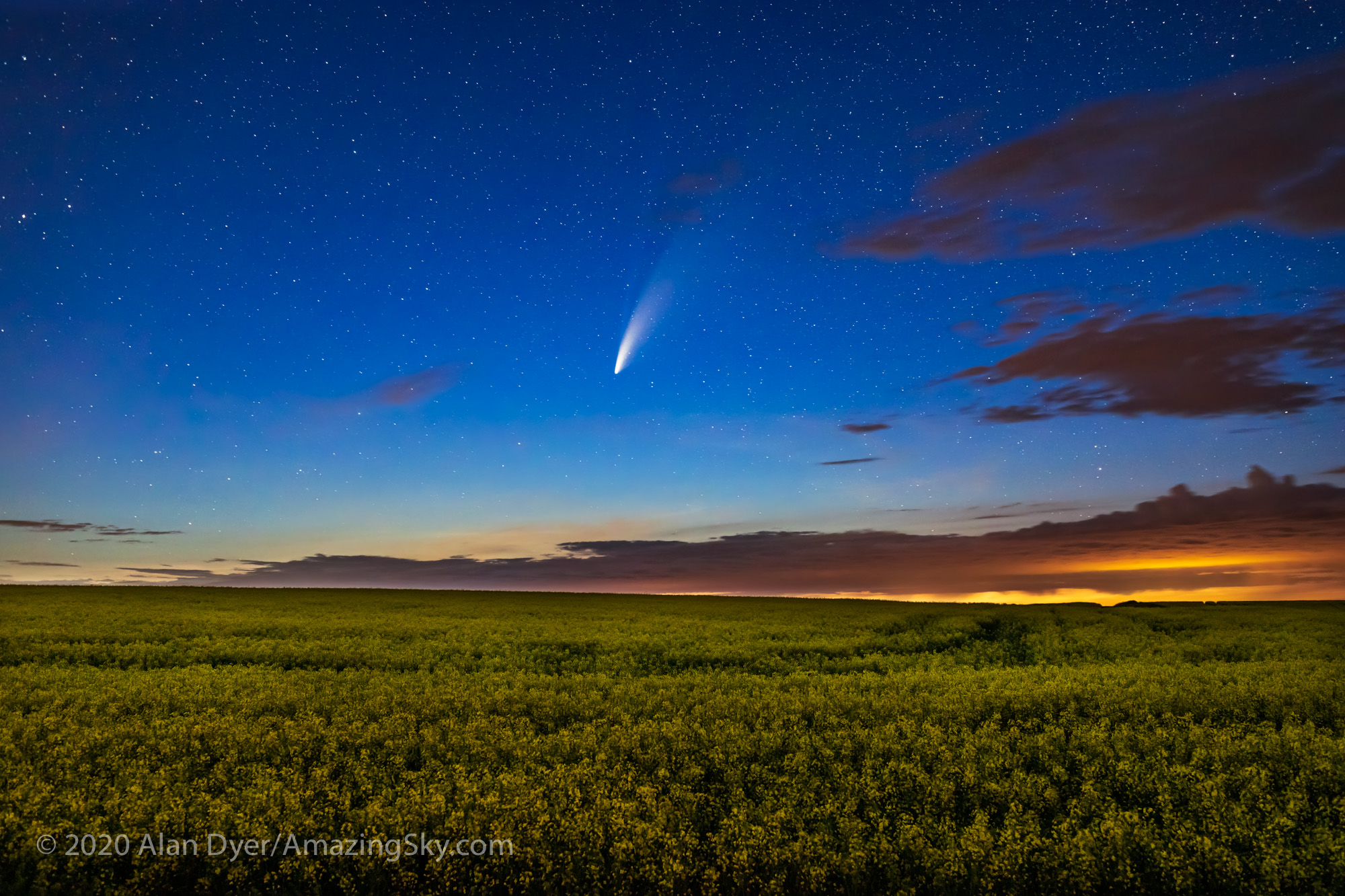 Comet over Canola Field (July 15, 2020)