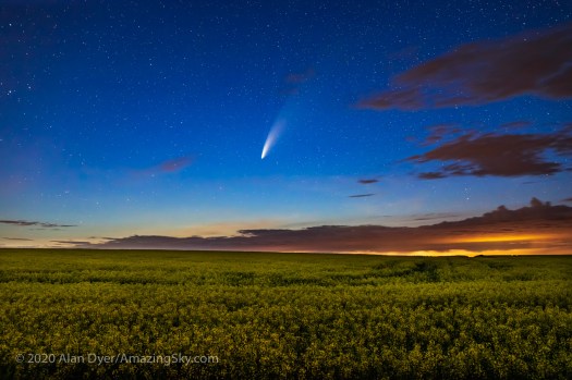 Comet over Canola Field (July 15, 2020)